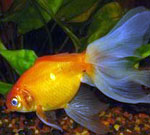 Золотая рыбка сонник