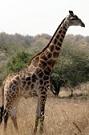 жираф сонник