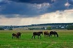 животные сонник животные сонник