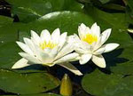 Кувшинка сонник Кувшинка сонник